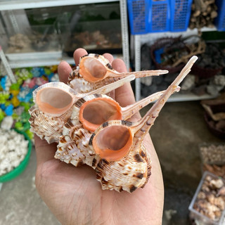 Vỏ ốc ống điếu, ốc gáo trang trí, vỏ cho ốc rụt rè, ốc mượn hồn, cua ẩn sĩ, dã tràng, hermit crab
