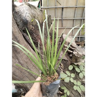 Cây gia vị thắng cố