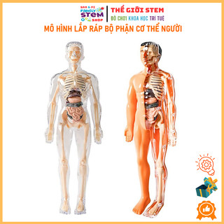 Bộ mô phỏng lắp ráp Các Bộ Phận Cơ Thể Con Người cho bé quan sát và hiểu cấu tạo sinh học cơ thể con người. stemsanpi