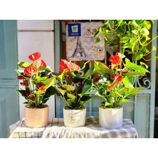 Cây hồng môn hoa đỏ cực xinh, ra hoa quanh năm- cây mini hà nội có bảo hành