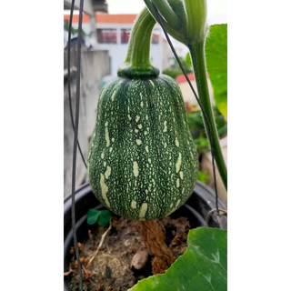1lít Men vi sinh ủ rác thải