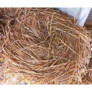 100g rơm rạ khô dùng che phủ đất, giữ ẩm, cải tạo đất, tổ chim trang trí