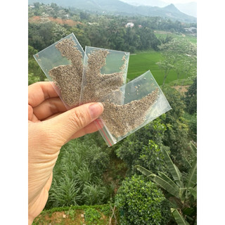 Hạt giống cỏ thảm trồng thử