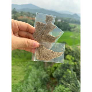Hạt giống cỏ thảm (cỏ nhung nhật)  trồng thử