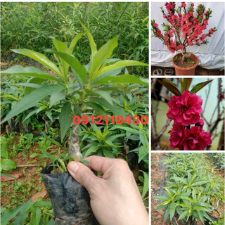 Cây Giống Hoa Đào Thất Thốn cây ghép