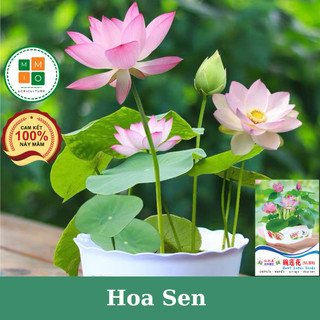 Hạt giống hoa sen tứ quý , hoa sen cảnh - Cam kết chuẩn màu, độ nảy mầm cao