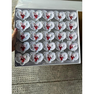 HOA LAN SÁP HỒ ĐIỆP( hộp 25 bông)
