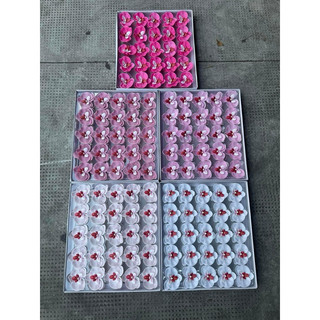 Hoa lan sáp hồ điệp