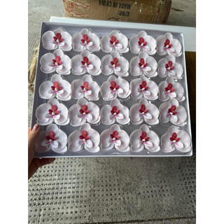 HOA LAN SÁP HỒ ĐIỆP( hộp 25 bông)