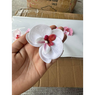 HOA LAN SÁP HỒ ĐIỆP( hộp 25 bông)