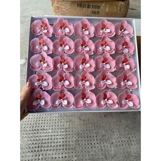 HOA LAN SÁP HỒ ĐIỆP( hộp 25 bông)