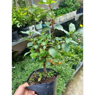 Chậu cây sung ăn quả - sung bonsai mini