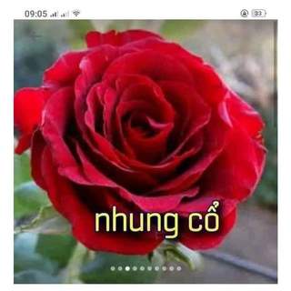 Gốc hoa hồng nhung cổ