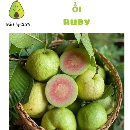 [ Ship hỏa tốc HCM ] Ổi Ruby (Ổi Ruột đỏ)