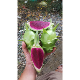 Cành giống Thanh Long vỏ xanh ruột đỏ