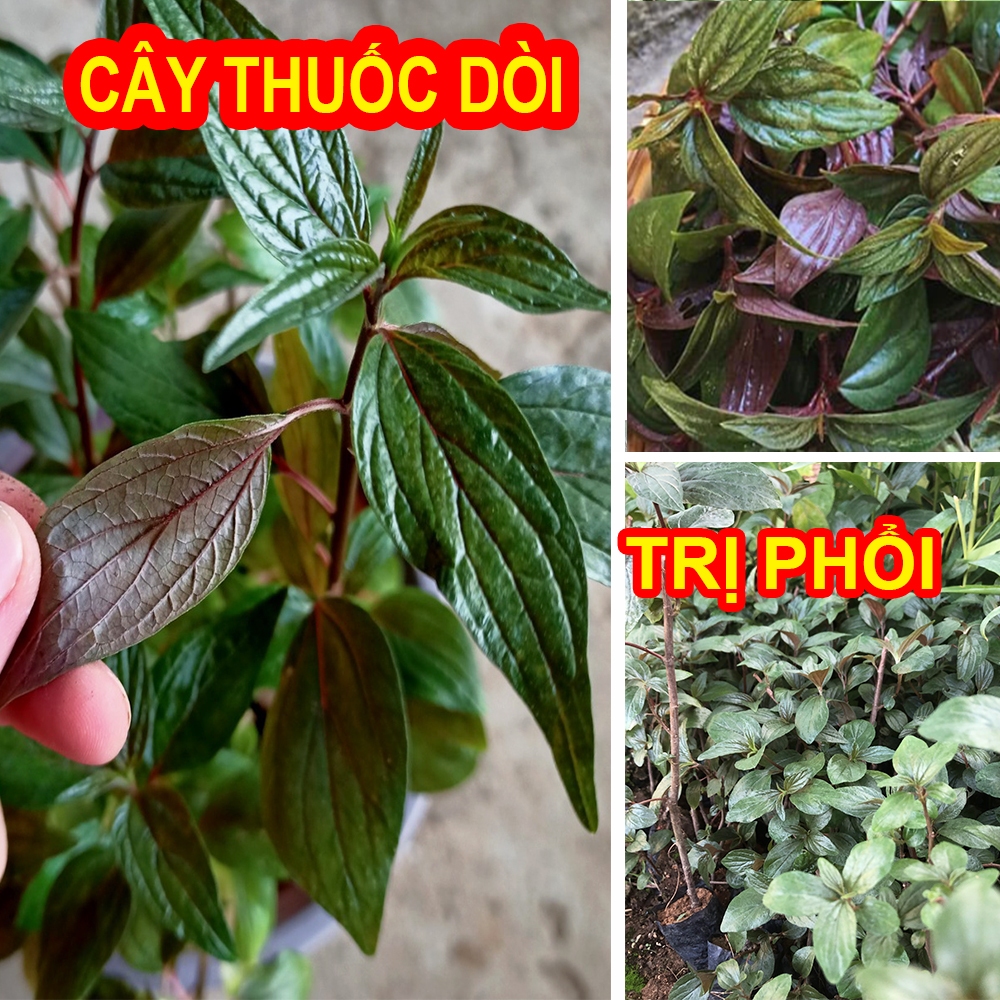 [Cây dược liệu] Cây Thuố.c Dòi, Bọ Mắm lá, thân tím