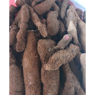 Củ bì gai nâu, ngũ gia bì gai, nhục thung dung nam (2 kg củ tươi
