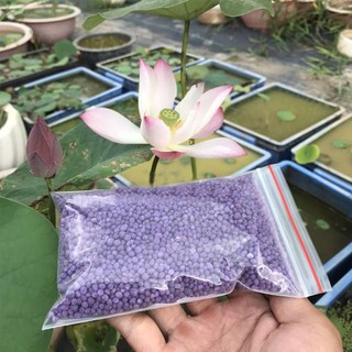 Phân bón chuyên dụng cho hoa sen, hoa súng, các loại cây trồng