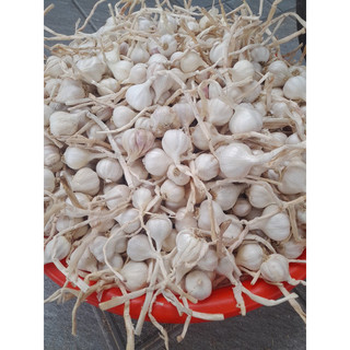 Tỏi Lý Sơn loại 1