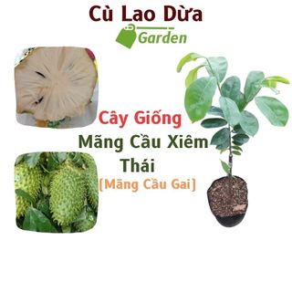 Cây Mãng Cầu Xiêm Thái - Mãng Cầu Gai - Mãng Cầu Thái Cao(40-70cm) - Nhanh Cho Trái - Dễ Chăm Sóc - Cây Ghép - Cây Ươm
