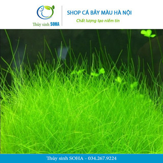 Hạt giống Ngưu mao chiên | Cây trồng thủy sinh