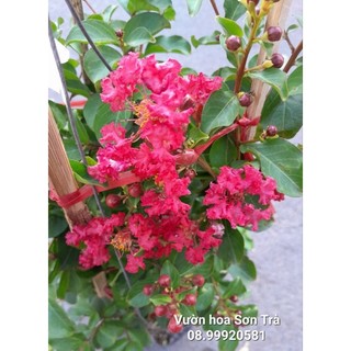 Cây hoa tường vi đỏ đang hoa.