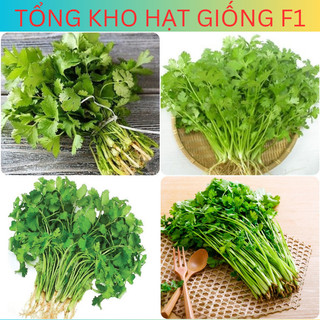 Hạt giống rau mùi ta, rau ngò tía, rau ngò rí