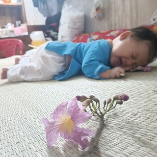 10cay hoa kèn hồng, giống từ10cm,bầu chậu riêng