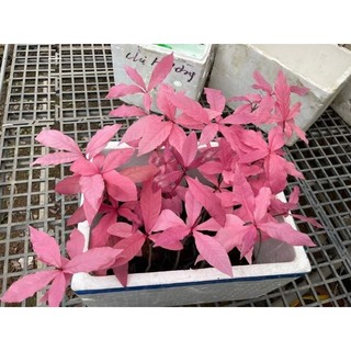 Cây 🌲 Lộc vừng Hồng...hoa hồng