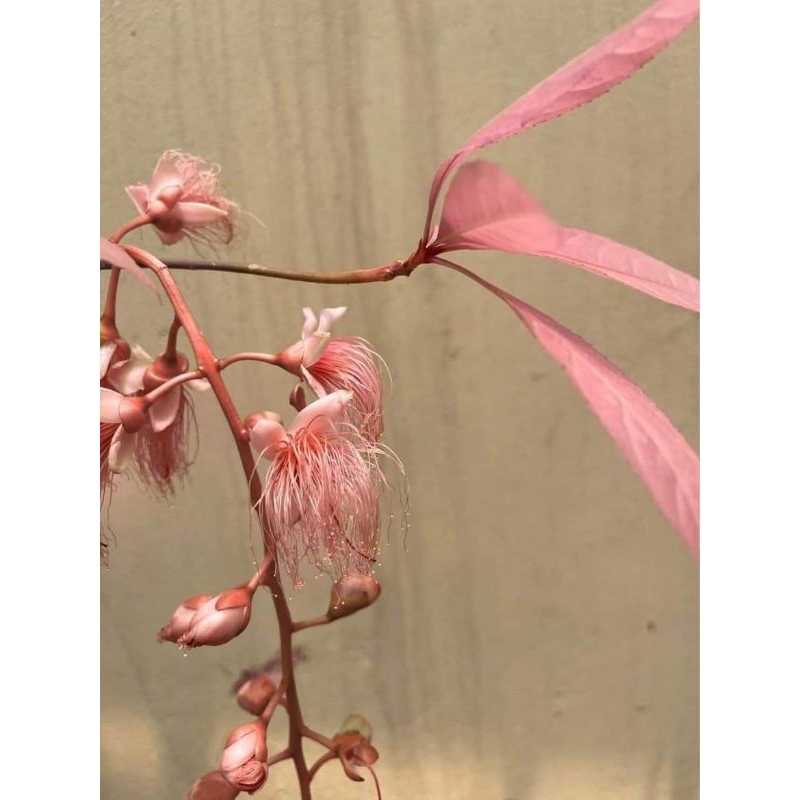 Cây 🌲 Lộc vừng Hồng...hoa hồng