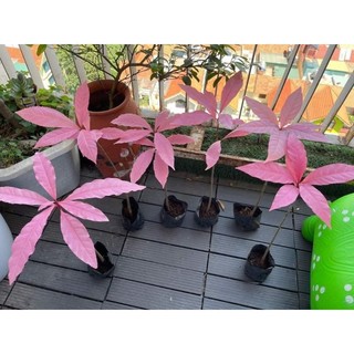 Cây 🌲 Lộc vừng Hồng...hoa hồng