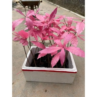 Cây 🌲 Lộc vừng Hồng...hoa hồng