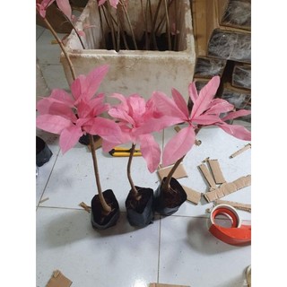 Cây 🌲 Lộc vừng Hồng...hoa hồng