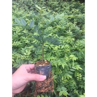 Combo 5 cây sưa đỏ giống