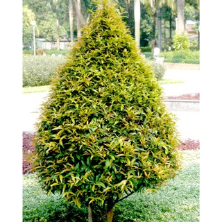 1 cây giống hồng lộc 1.7- 2m, cây công trình, cây sân vườn
