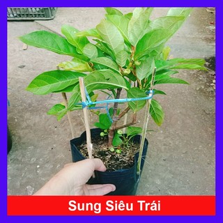 Cây sung ta - cây cảnh trong nhà