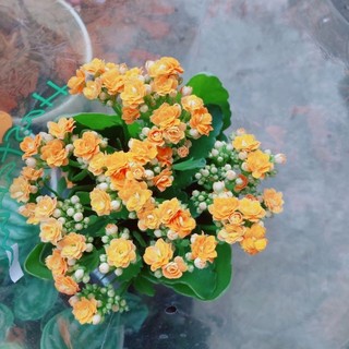 Cây sống đời