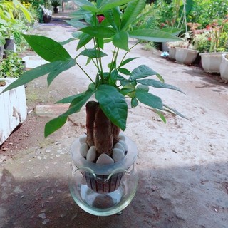 Chậu kim ngân 3 thân thuỷ sinh