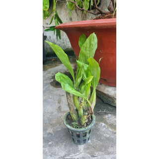 Hoa lan Thanh Đạm Indo