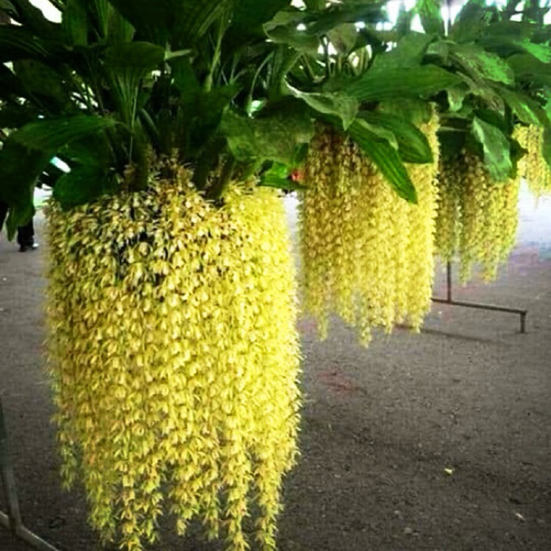 Hoa lan Thanh Đạm Indo
