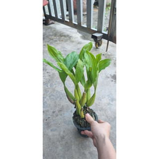 Hoa lan Thanh Đạm Indo