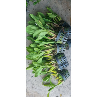 Hoa lan Thanh Đạm Indo