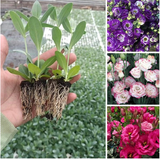 Cây giống hoa Cát Tường nhiều màu được chọn màu