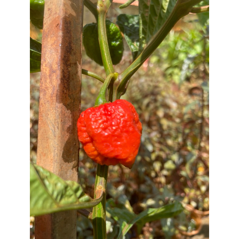 Combo 10 cây giống ớt carolina reaper (ớt cay nhất thế giới)