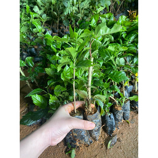 Cây Giống Hoa Dâm Bụt cánh kép