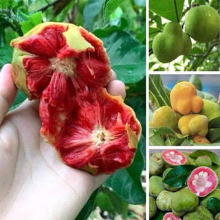 Cây giống chay ruột đỏ