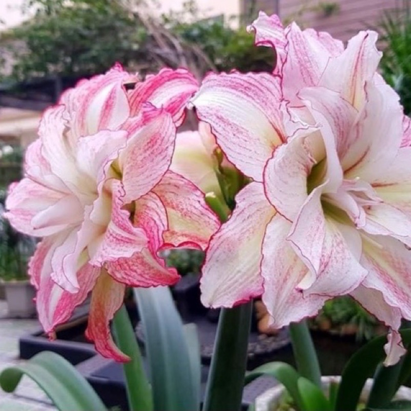 Củ lan huệ úc - Amaryllis Adriana S Maguire