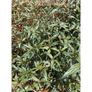 1kg cỏ dòi thân tím tươi (bọ mắm thân tím)