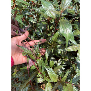 1kg cỏ dòi thân tím tươi