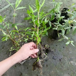 Cây cỏ mực làm giống.